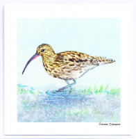 curlew