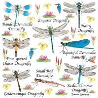 dragonfly_card_new_for_website_use_
