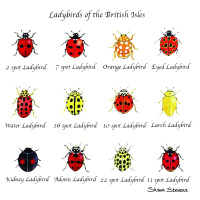 ladybirds_of_the_british_isles