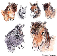 new_forest_ponies_and_donkeys_1546777773