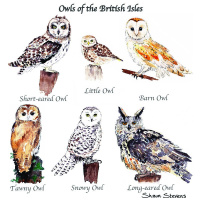 owls_of_the_british_isles_v_2