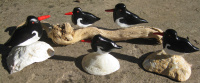 shaun_stevens_-_clay_oystercatchers_-_new_forest_marque