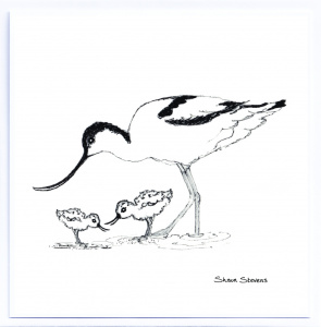avocet_and_chicks_card
