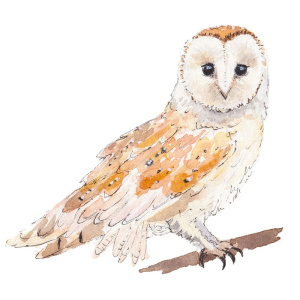 barn_owl