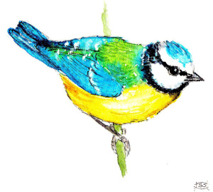 bluetit