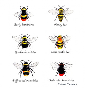 bumblebees_