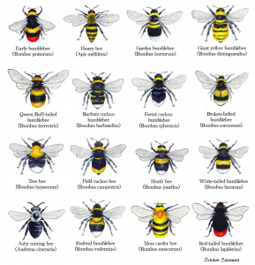 bumblebees_of_the_british_isles