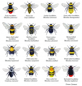bumblebees_of_the_british_isles_133338195