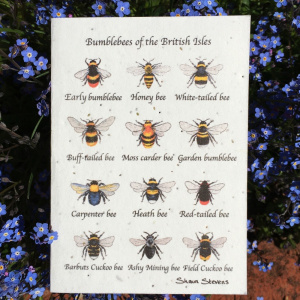bumblebees_of_the_british_isles_seed_card