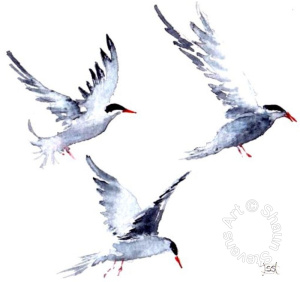 Terns