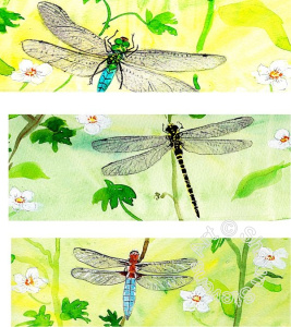 Dragonflies
