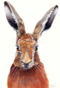 hare_879458176