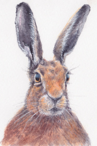 hare_for_website_1181310578