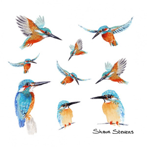 kingfisher__373636107