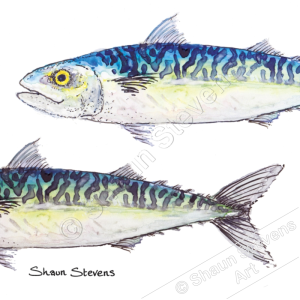 mackerel
