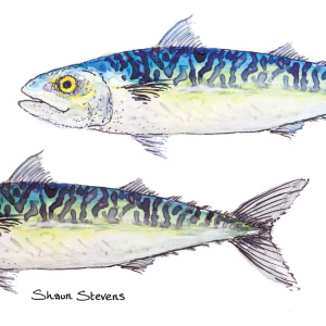 mackerel_926129522