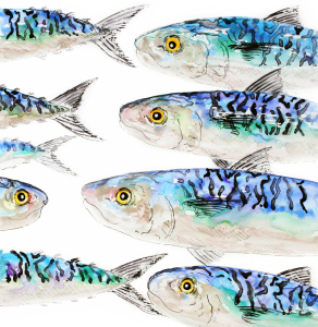 mackerel_family_1923579011
