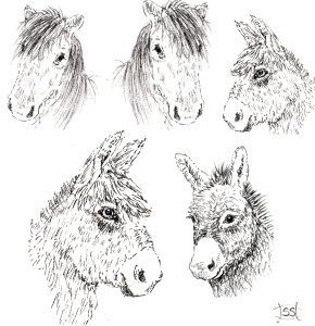 new_forest_ponies_and_donkeys