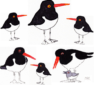 oystercatcher_family_904499431