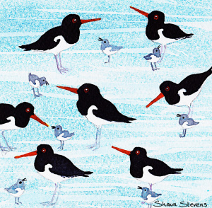 oystercatchers_website