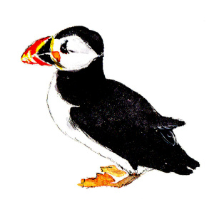 puffin