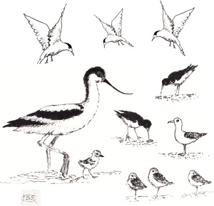 solent_bird_drawings