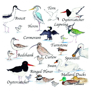 solent_birds_1626324322