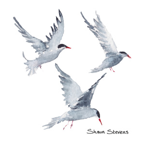 terns